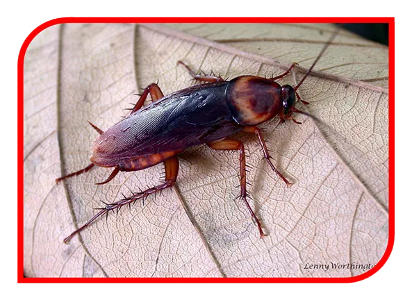 Barata Faixa Marron