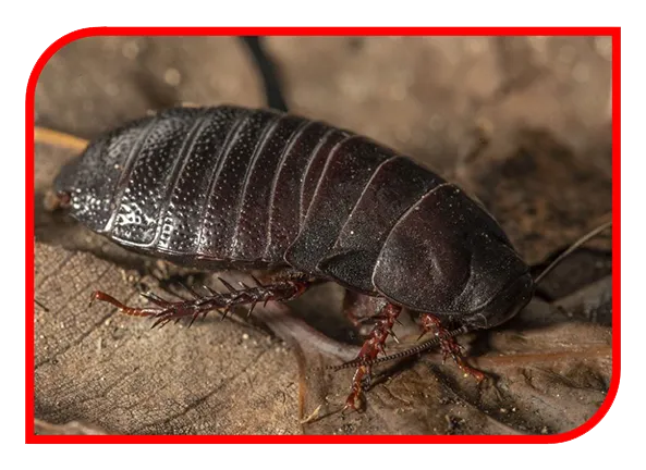 Barata Faixa Marron